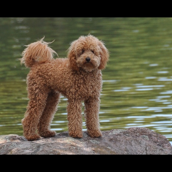 Meet your Posher, Stephanie - Picture 6 of 8